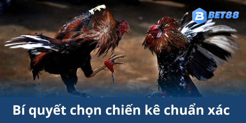 Mẹo chọn thần kê chuẩn xác