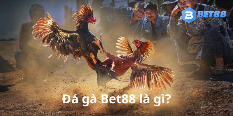 Vài nét về đá gà Bet88