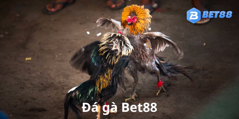 Đá gà Bet88